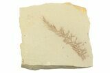 Shale With Dawn Redwood (Metasequoia) Fossil - Montana #356491-1